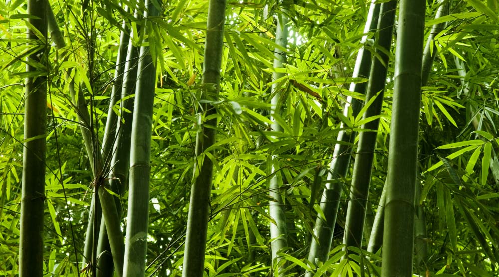 BAMBOO - Lastic-made biodegradable & home compostable, bamboo fiber straws and tableware. Eco-friendly.